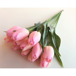 Tulipán pl.B2 - Baby Pink A33